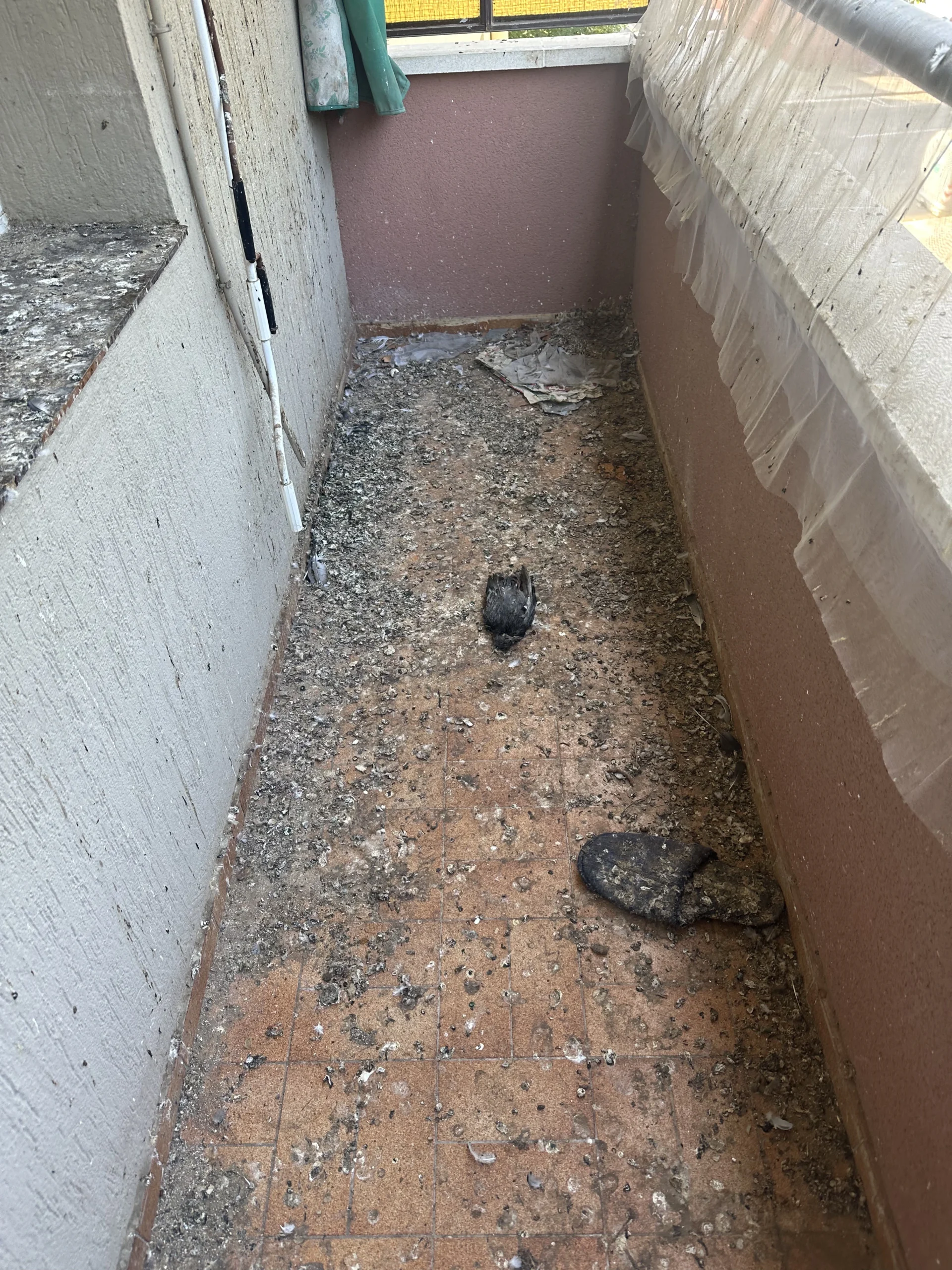 Balcón con excrementos de paloma antes de una limpieza profunda