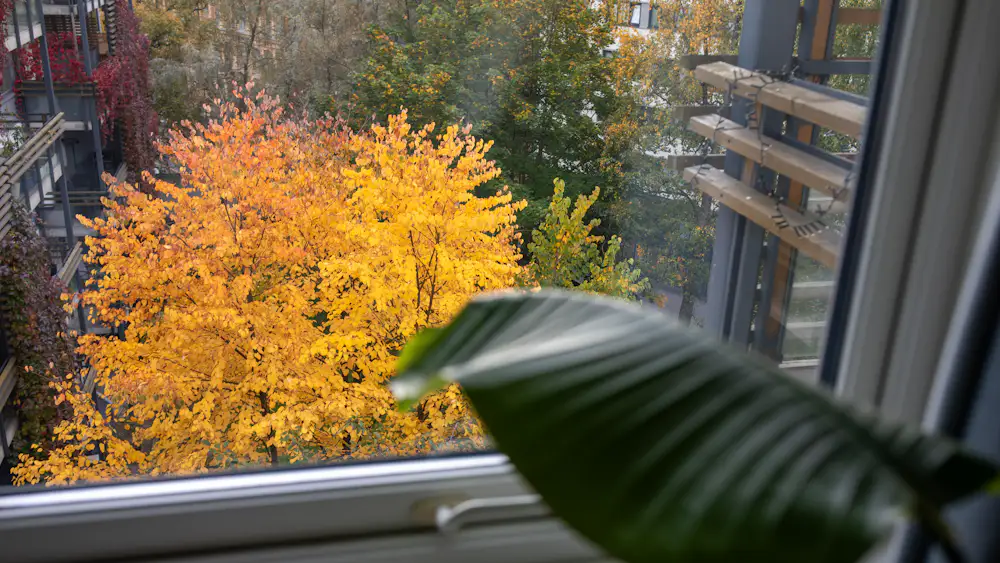 Limpieza de otoño: árboles amarillos vistos desde la ventana de casa